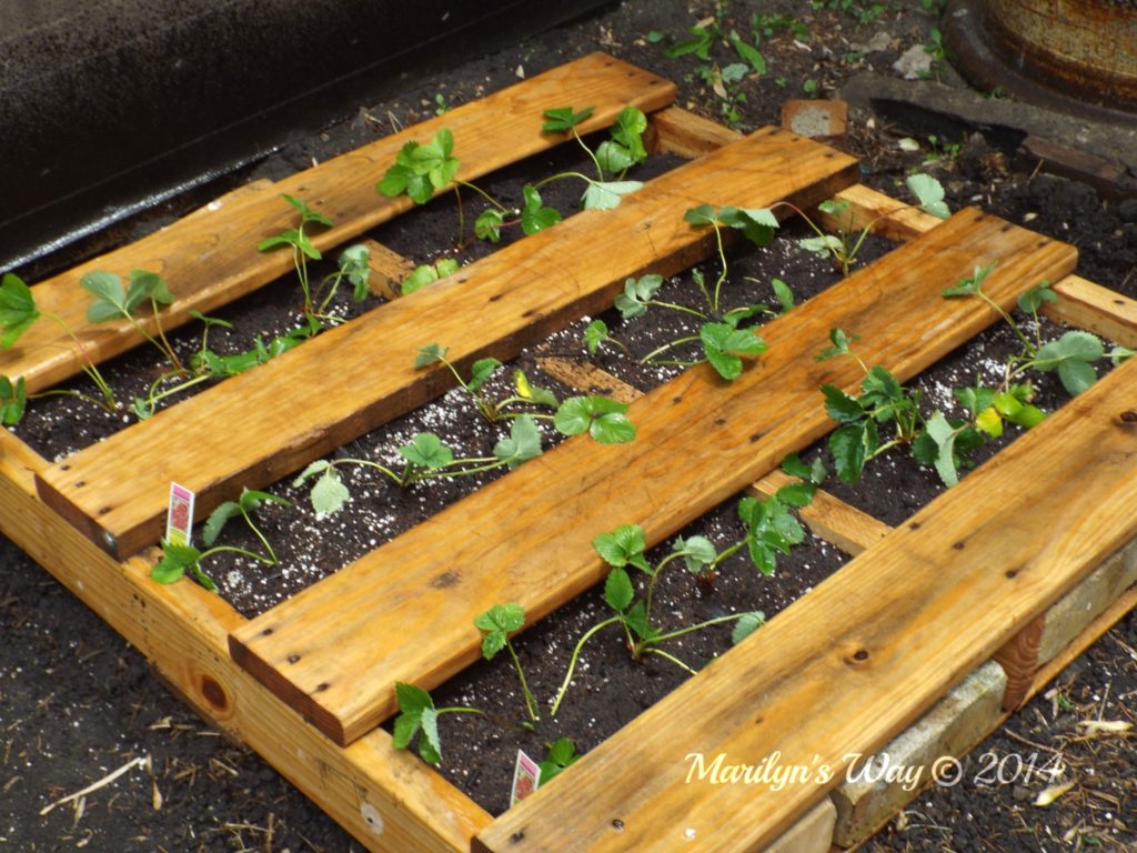 Raised Strawberry Bed - Marilyn's Way