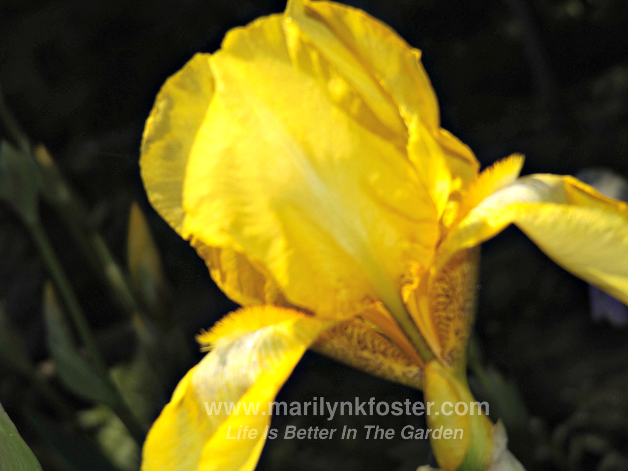 Iris yellow 2