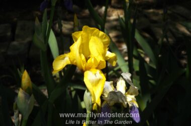 Yellow Iris1