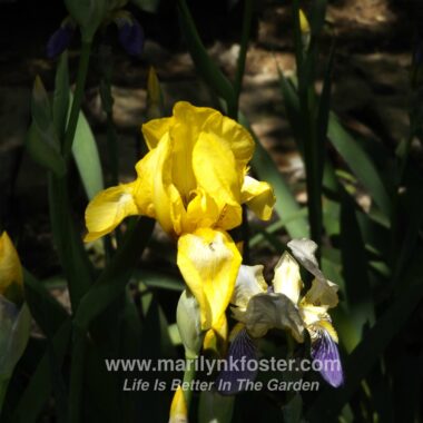 Yellow Iris1