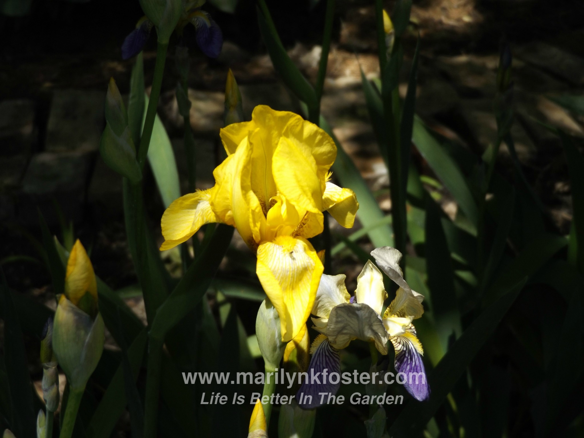 Yellow Iris1