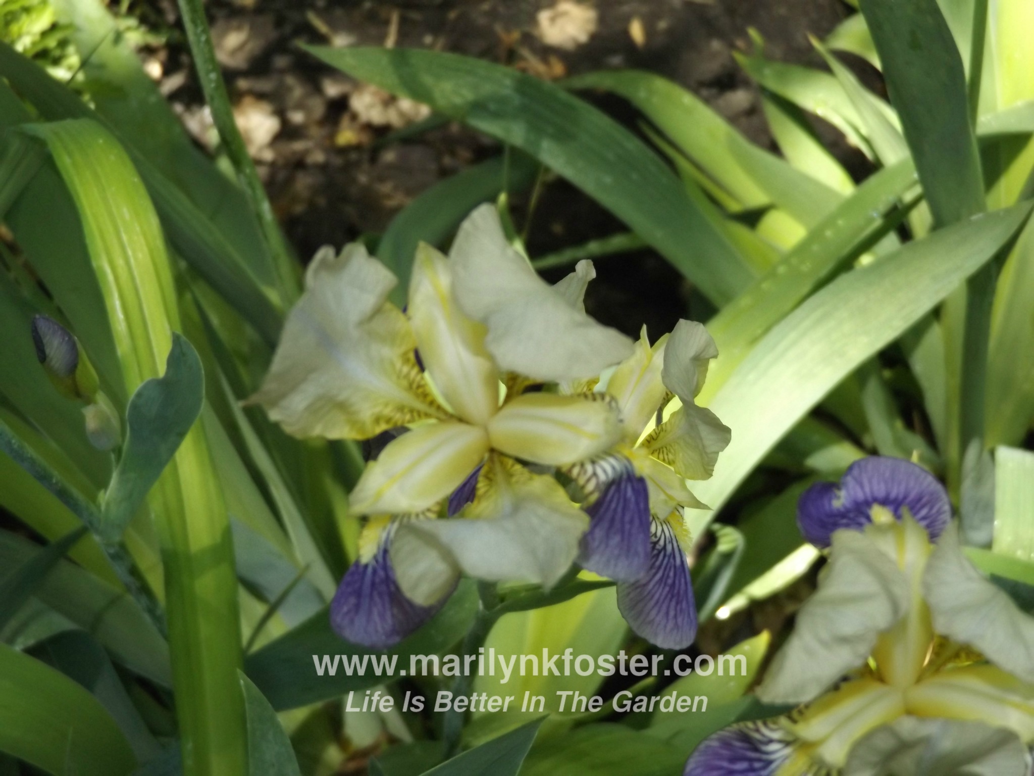 purplewhiteiris7