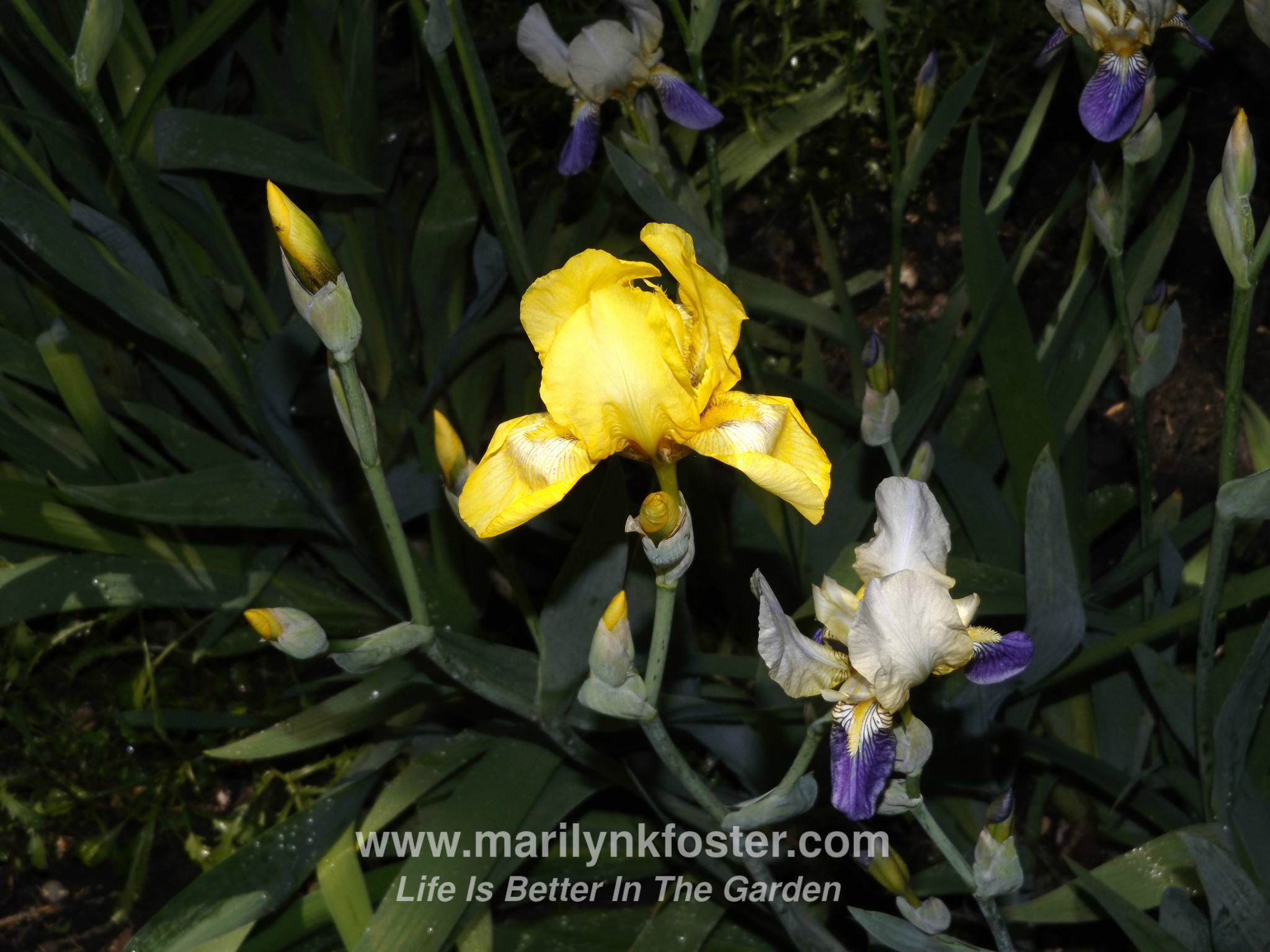 yellow iris w purple3