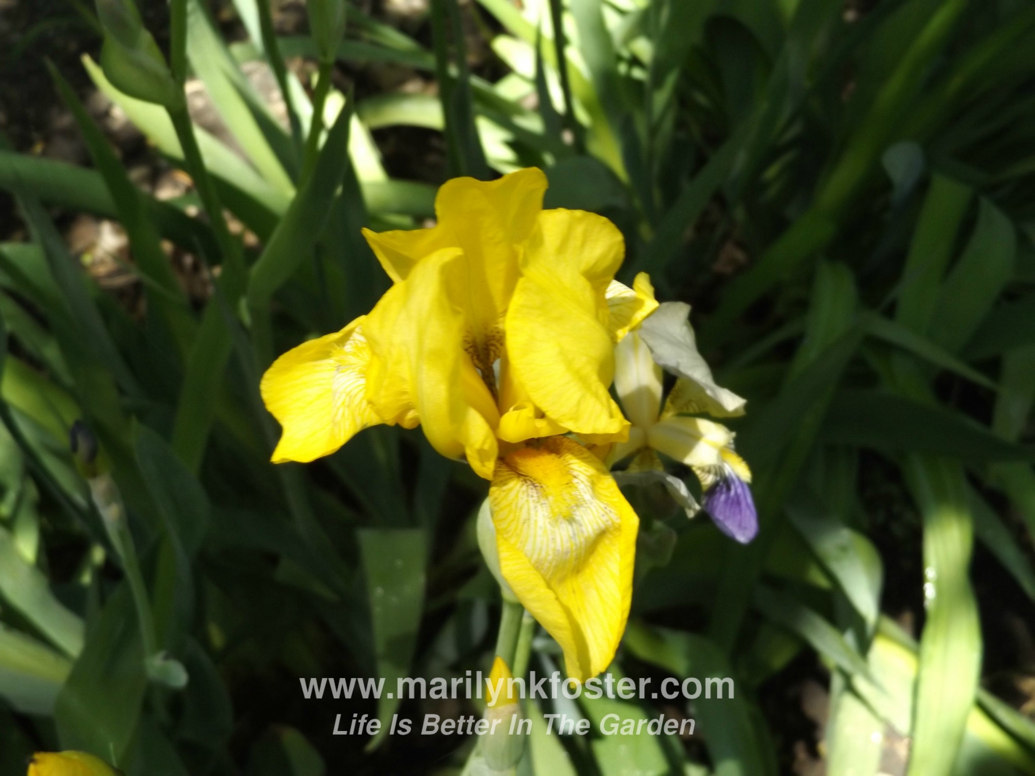 yellowiris5