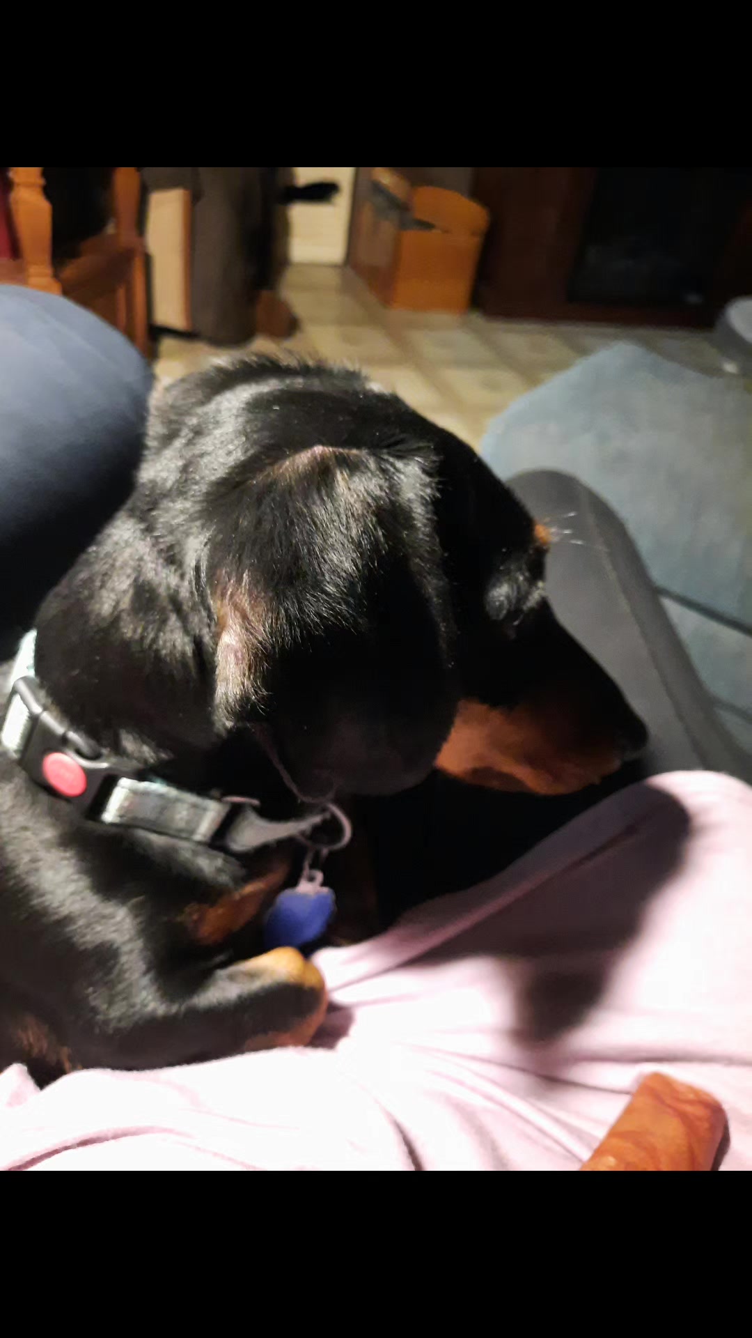 Remy has been working hard on his chewy tonight!